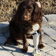 Tysk wachtelhund Uta Vom Rottenbach (R.I.P)