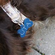 Tysk wachtelhund Uta Vom Rottenbach (R.I.P)