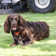 Tysk wachtelhund Uta Vom Rottenbach (R.I.P)