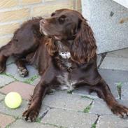 Tysk wachtelhund Uta Vom Rottenbach (R.I.P)