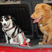 Nova scotia duck tolling retriever Cody