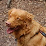 Nova scotia duck tolling retriever Cody