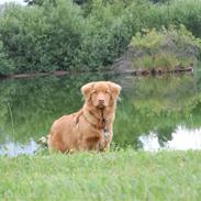 Nova scotia duck tolling retriever Cody