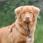 Nova scotia duck tolling retriever Cody