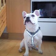 Fransk bulldog Eigil