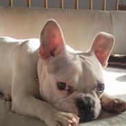Fransk bulldog Eigil