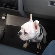Fransk bulldog Eigil