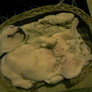 Fransk bulldog Eigil