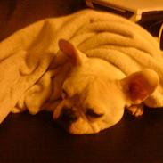 Fransk bulldog Eigil