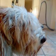 Petit basset griffon wendéen Bertha