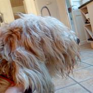 Petit basset griffon wendéen Bertha