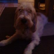 Petit basset griffon wendéen Bertha