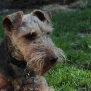 Welsh terrier Emma