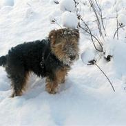 Welsh terrier Emma