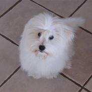 Coton de tulear Maggi