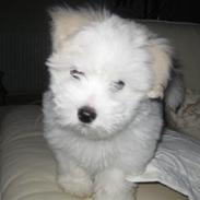 Coton de tulear Maggi