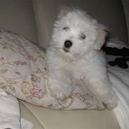 Coton de tulear Maggi