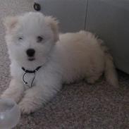 Coton de tulear Maggi
