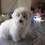 Coton de tulear Maggi