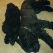 Bouvier des flandres Bronco