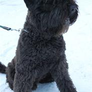 Bouvier des flandres Bronco