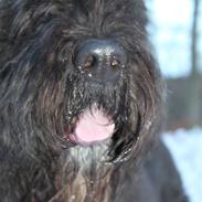 Bouvier des flandres Bronco