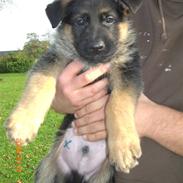 Schæferhund Sandkærgårds Lajco