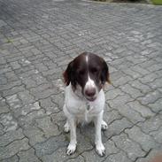 Kleiner münsterländer Sally *^Skønheden<3*