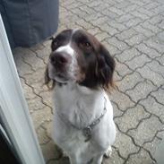 Kleiner münsterländer Sally *^Skønheden<3*