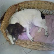 Kleiner münsterländer Sally *^Skønheden<3*