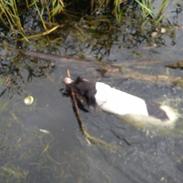 Kleiner münsterländer Sally *^Skønheden<3*