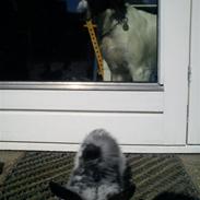 Kleiner münsterländer Sally *^Skønheden<3*