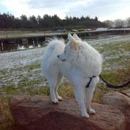 Samojedhund Siggi<3