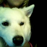Samojedhund Siggi<3
