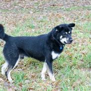 Blanding af racer Buller