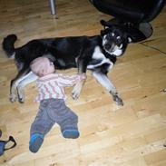 Blanding af racer Buller