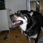 Blanding af racer Buller