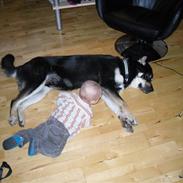 Blanding af racer Buller