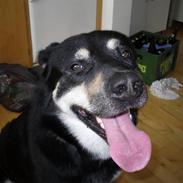 Blanding af racer Buller