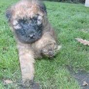 Irish softcoated wheaten terrier Chiba