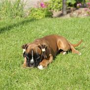 Boxer Dalton (Everlast)