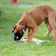 Boxer Dalton (Everlast)