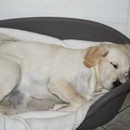 Golden retriever Malou