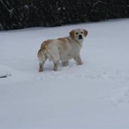 Golden retriever Malou