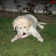 Golden retriever Malou