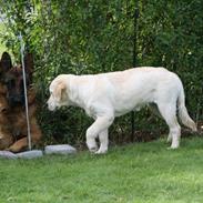 Golden retriever Malou