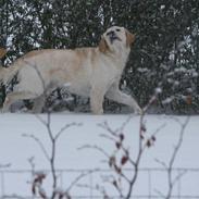 Golden retriever Malou