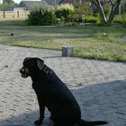 Labrador retriever Plet