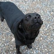 Labrador retriever Plet