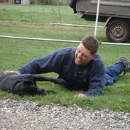 Labrador retriever Plet